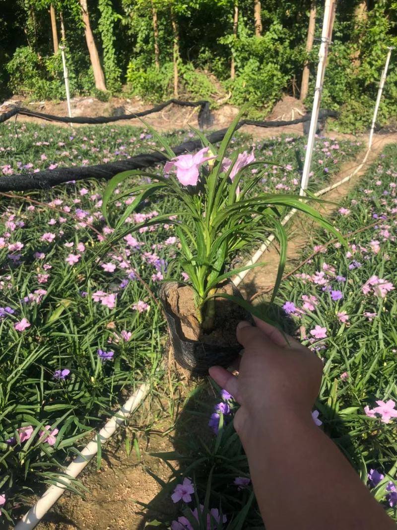 矮化翠芦莉！广东省揭阳市榕城区供应商。