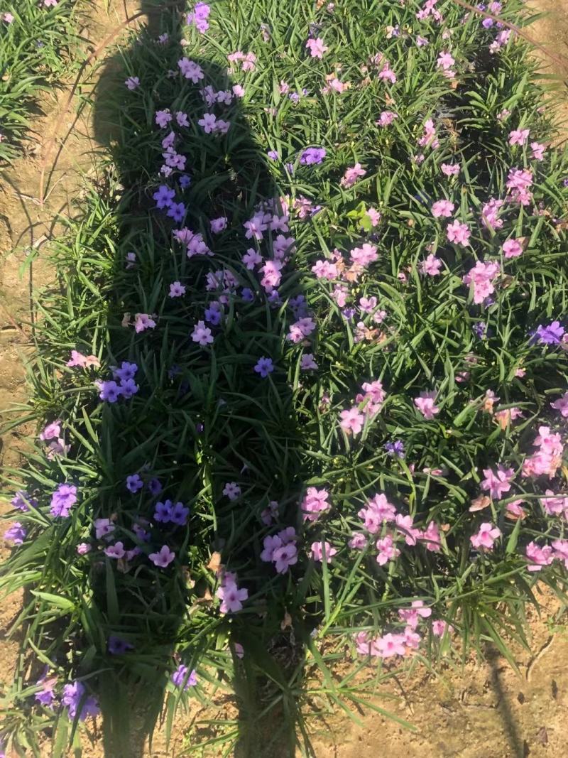 矮化翠芦莉！广东省揭阳市榕城区供应商。