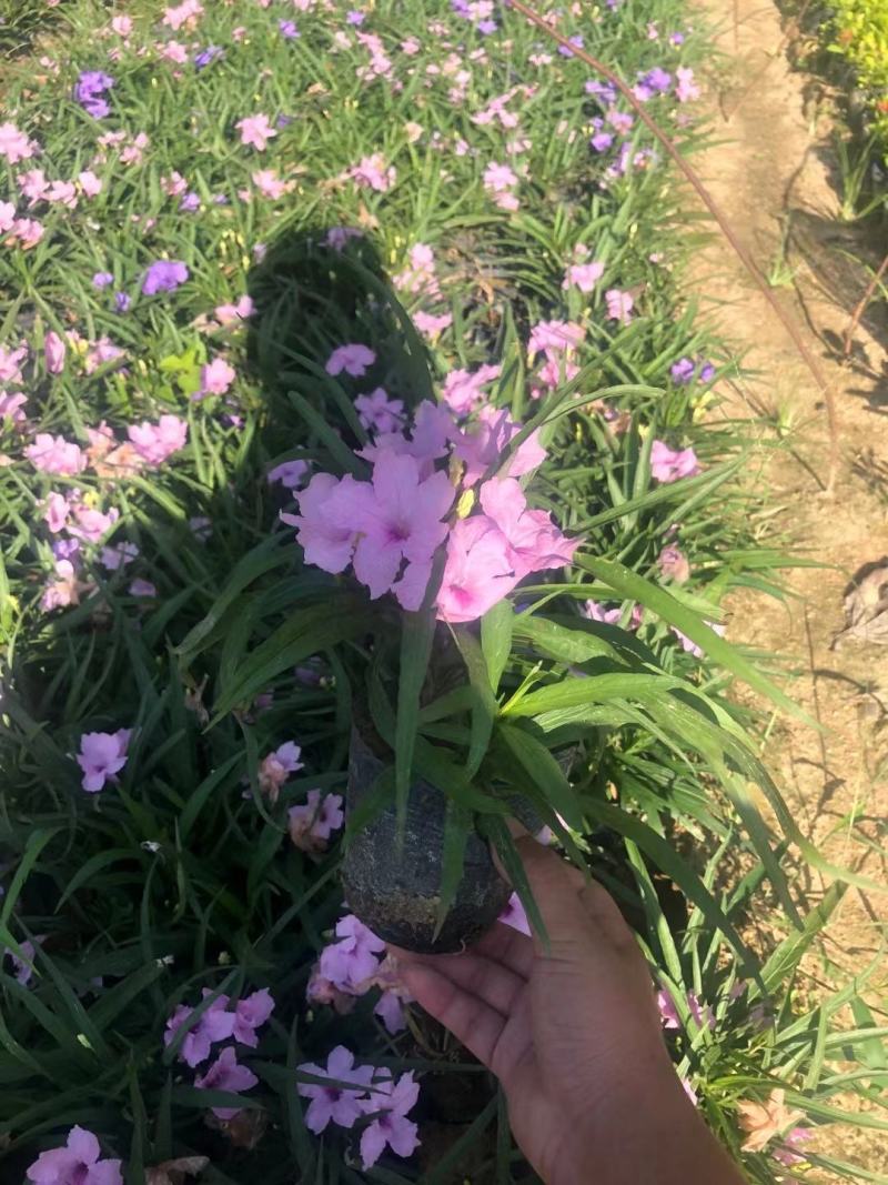 矮化翠芦莉！广东省揭阳市榕城区供应商。