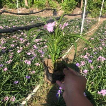 矮化翠芦莉！广东省揭阳市榕城区供应商。