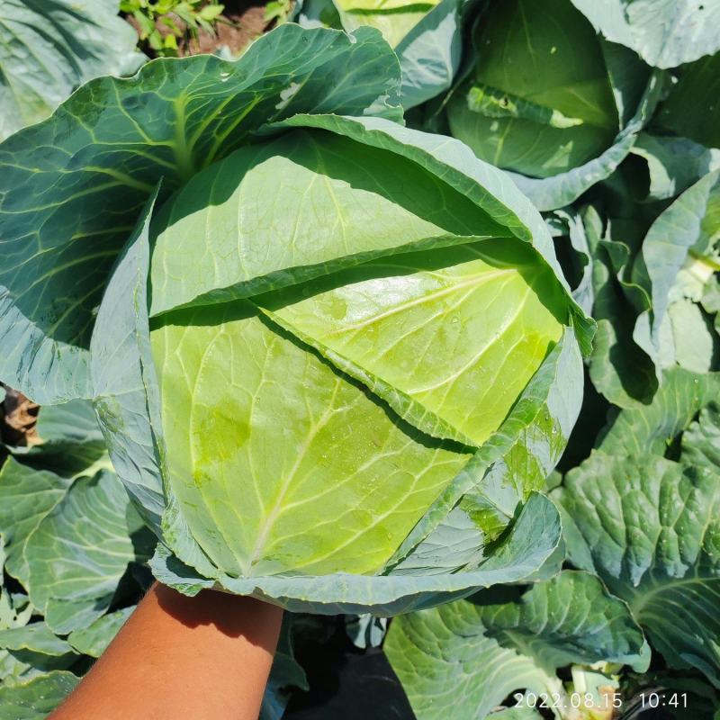 张家口奥奇娜甘蓝包菜扁包菜，实力蔬菜公司，产地直发。