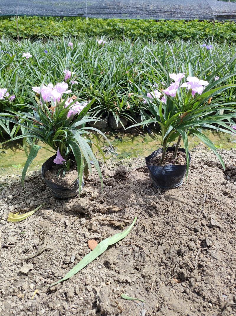 矮化翠芦莉！广东省揭阳市榕城区供应商。