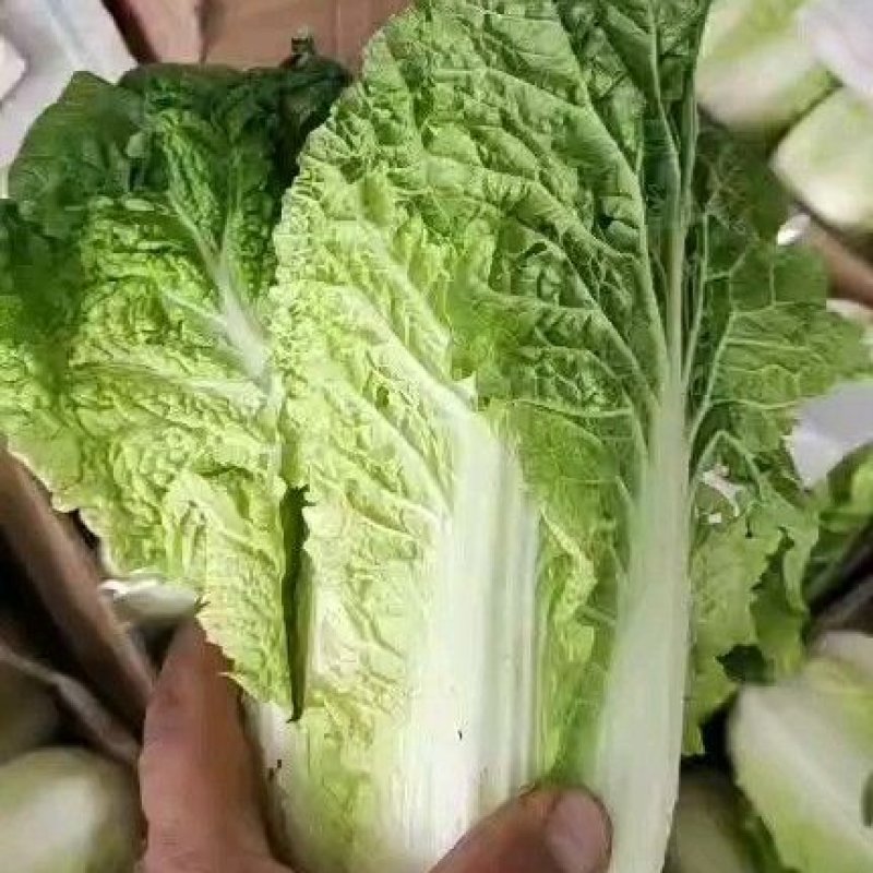 高山精品娃娃菜