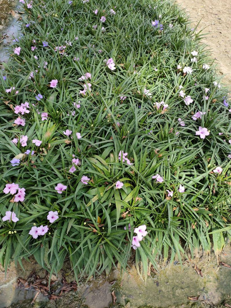 矮化翠芦莉！广东省揭阳市榕城区供应商。