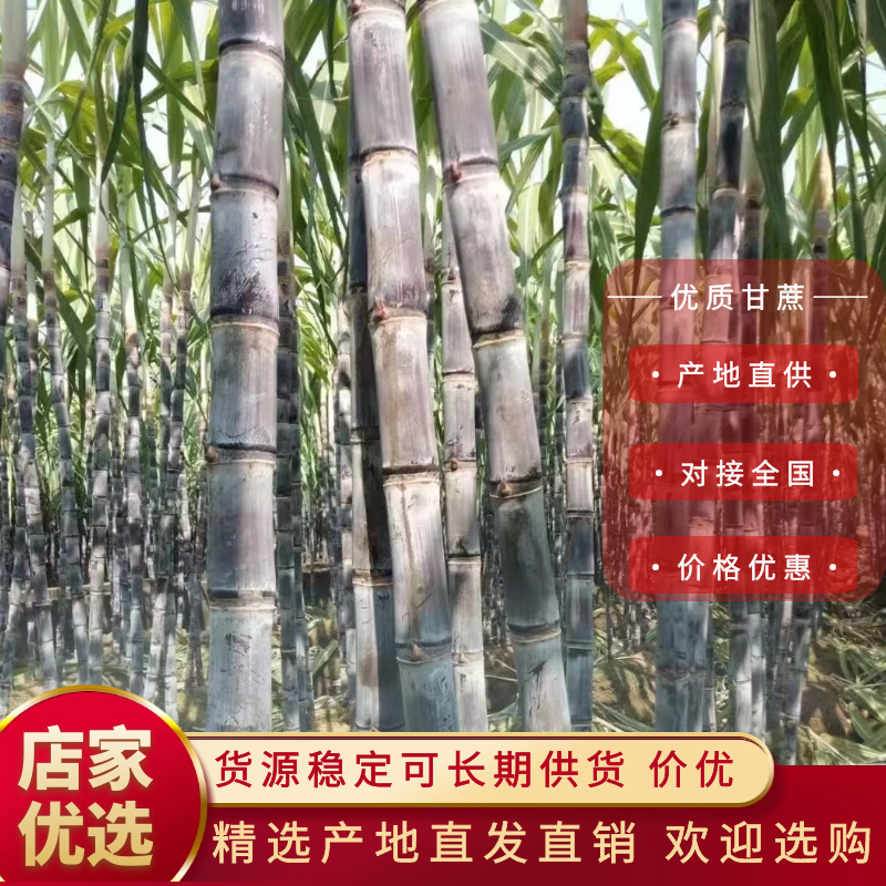 精品广西黑皮甘蔗质量好节长脆甜汁多一手货源诚信经营