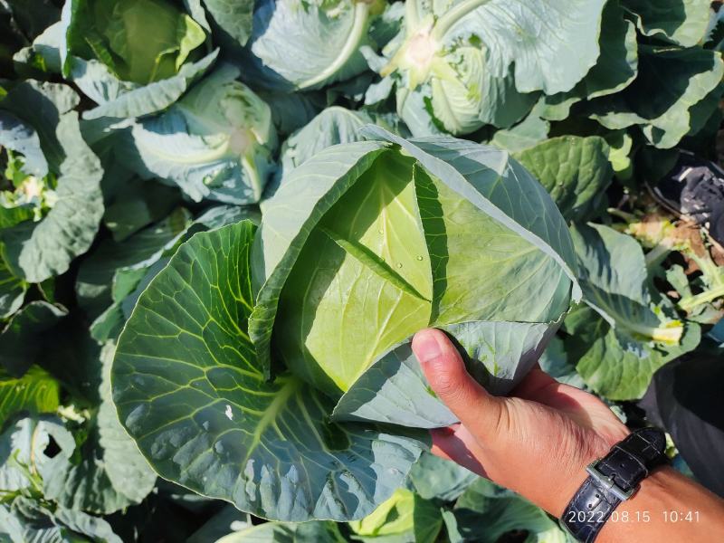 张家口奥奇娜甘蓝包菜扁包菜，实力蔬菜公司，产地直发。