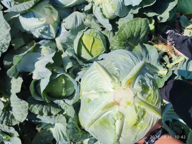 张家口奥奇娜甘蓝包菜扁包菜，实力蔬菜公司，产地直发。