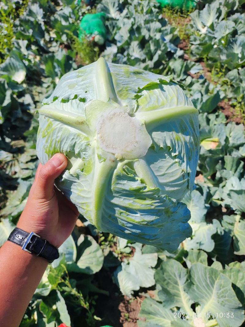 张家口奥奇娜甘蓝包菜扁包菜，实力蔬菜公司，产地直发。