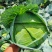 张家口奥奇娜甘蓝包菜扁包菜，实力蔬菜公司，产地直发。