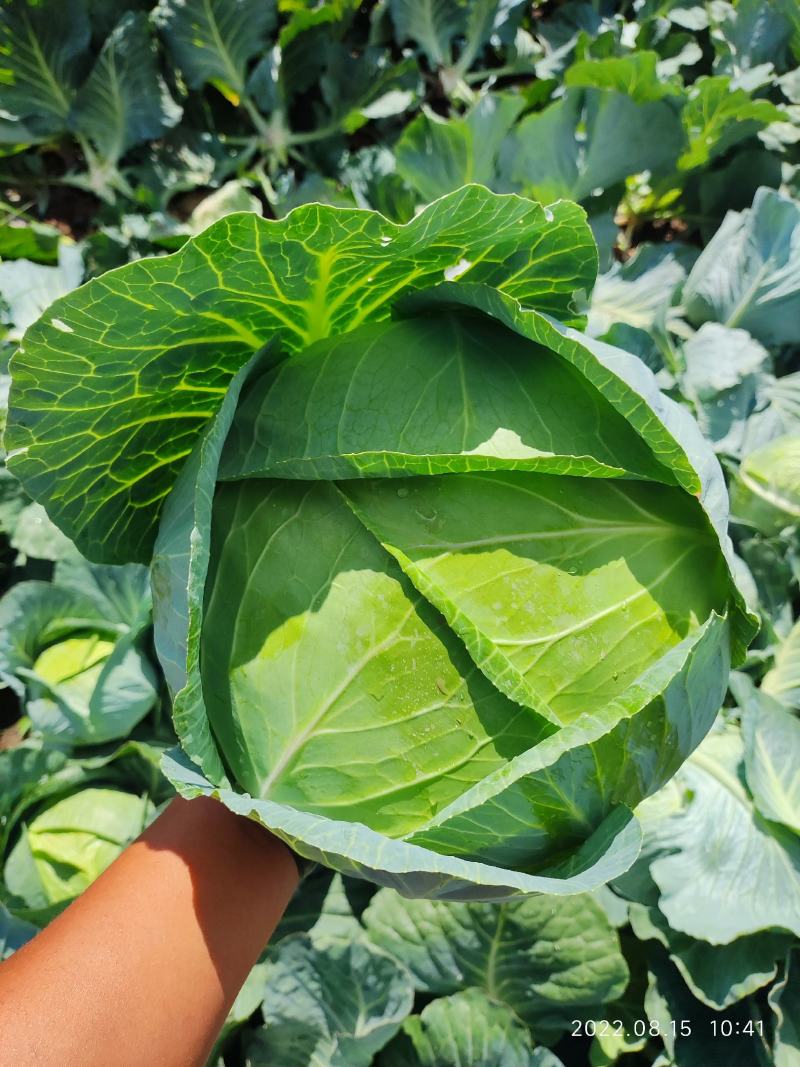 张家口奥奇娜甘蓝包菜扁包菜，实力蔬菜公司，产地直发。