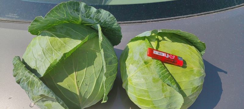张家口奥奇娜甘蓝包菜扁包菜，实力蔬菜公司，产地直发。