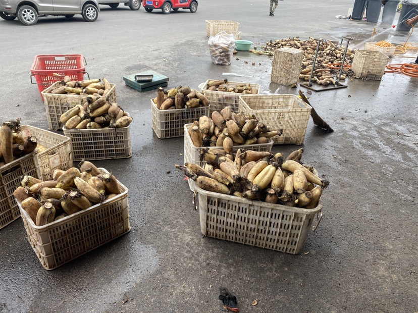 展示清洗后的莲藕进行分级和包装过程 采收后莲藕的清洗与分级包装