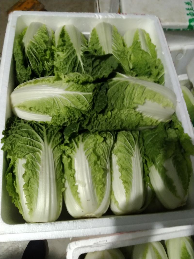 高山精品娃娃菜