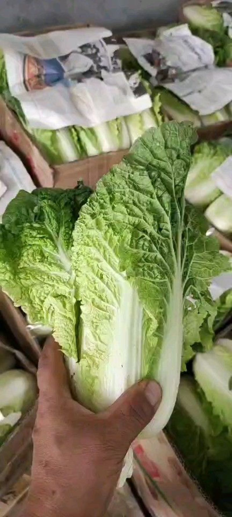高山精品娃娃菜