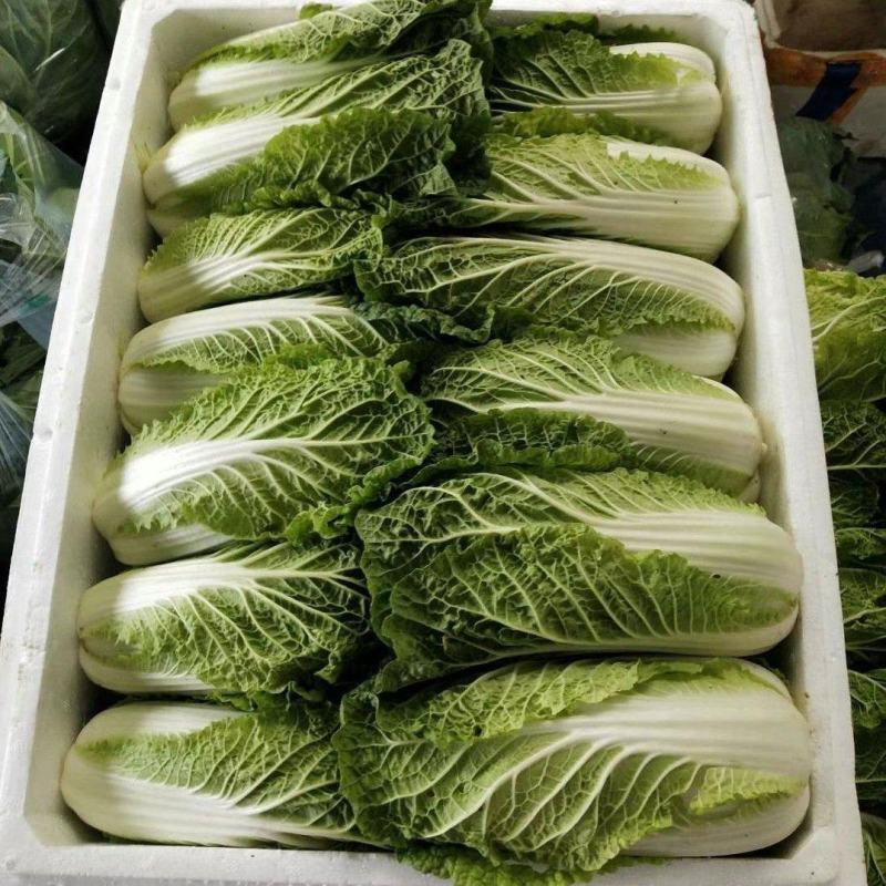 高山精品娃娃菜