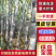 黑皮甘蔗广西果蔗黑亮粗壮节长脆甜代发全国