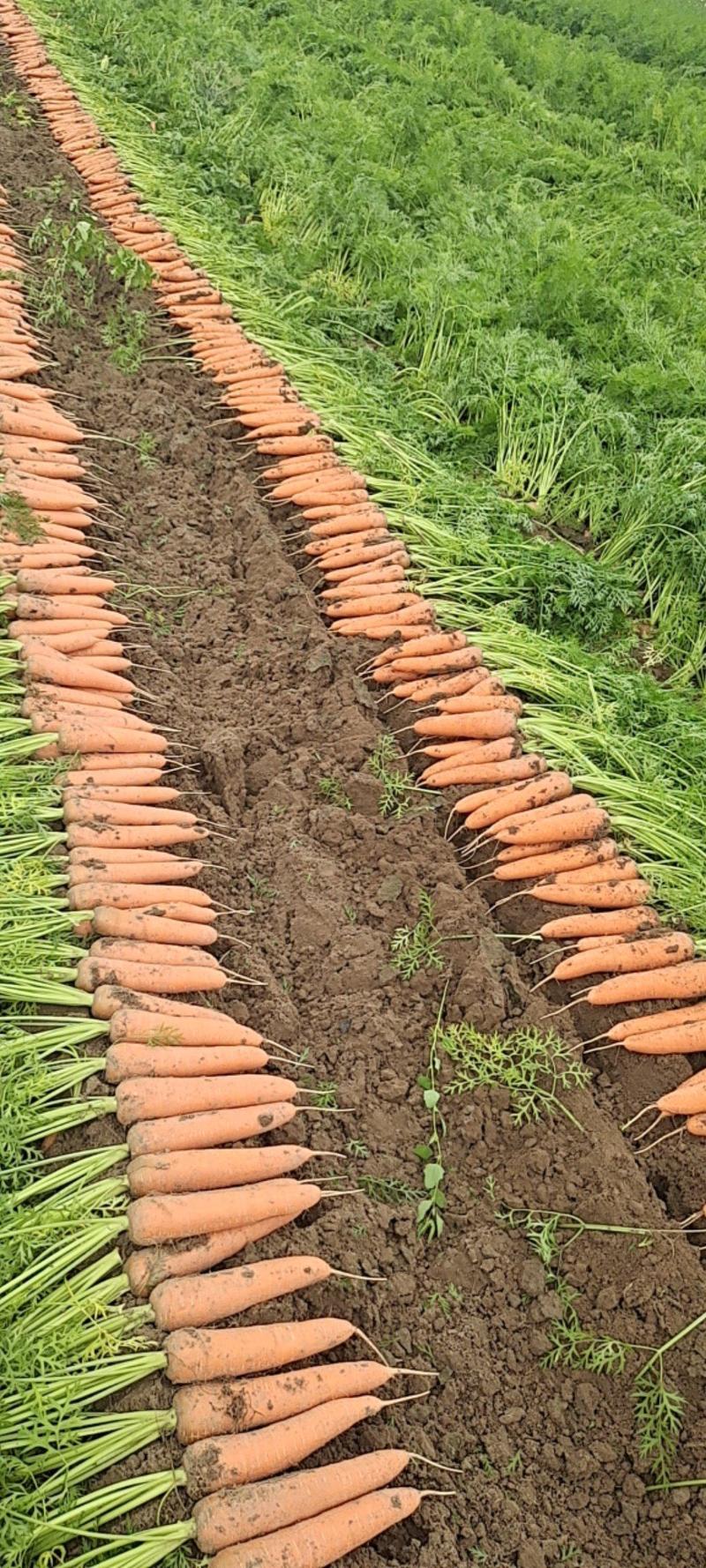 《精品胡萝卜》大量供应产地批发货源充足代发全国