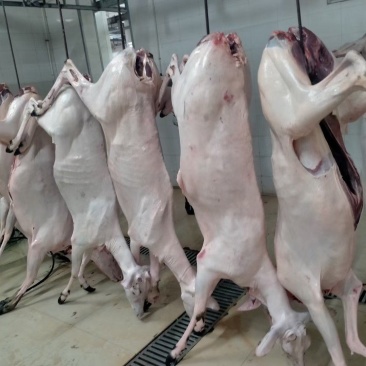 吉林双阳鹿白条新鲜鹿肉量大优惠检疫证明现杀现卖