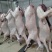 吉林双阳鹿白条新鲜鹿肉量大优惠检疫证明现杀现卖