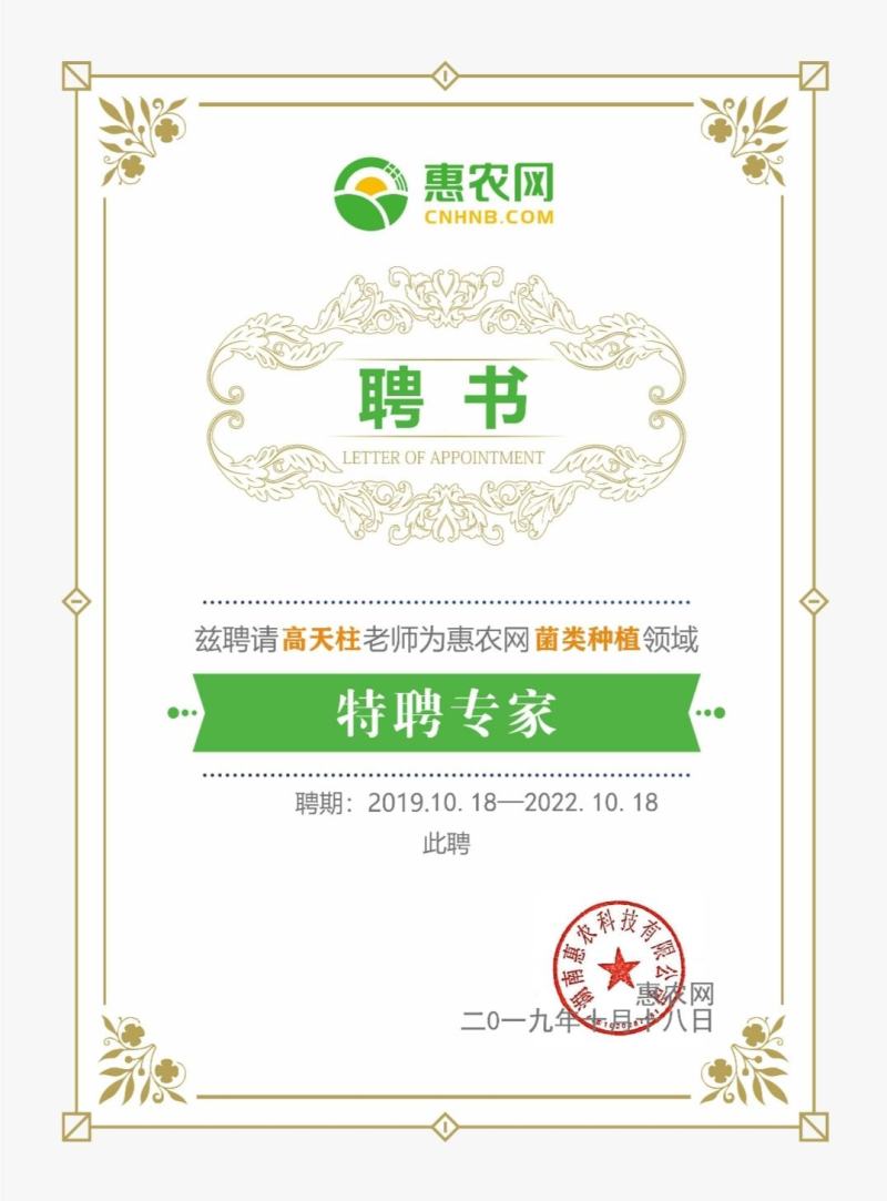 羊肚菌菌种一亩400斤种，免费提供技术支持市场价回收产品