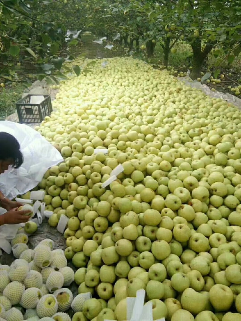 安徽砀山梨，个大、皮薄、汁多、口感甜，货源充足