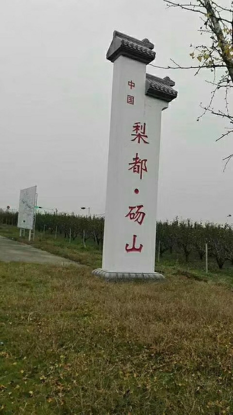 安徽砀山梨，个大、皮薄、汁多、口感甜，货源充足