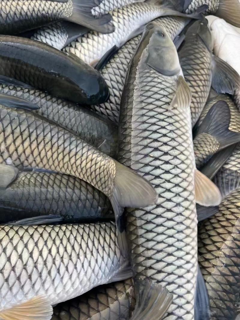 【草鱼】安徽大草鱼，成品鱼，大量供应，量大从优，欢迎联系