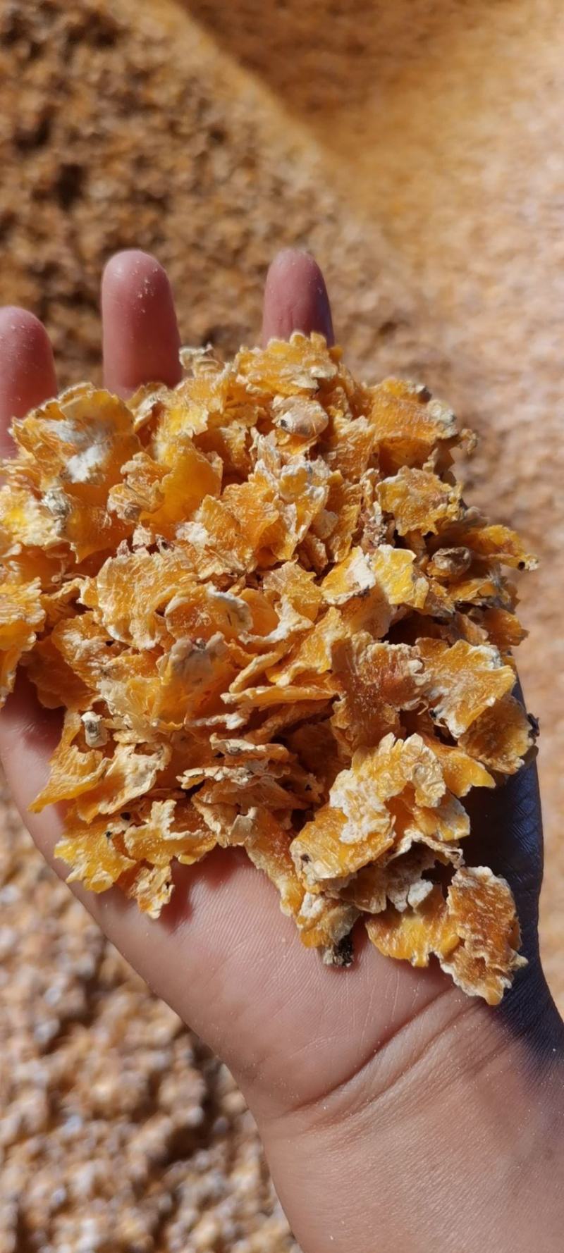 （精品）玉米压片要的提前预订，颜色金黄，机器烘干