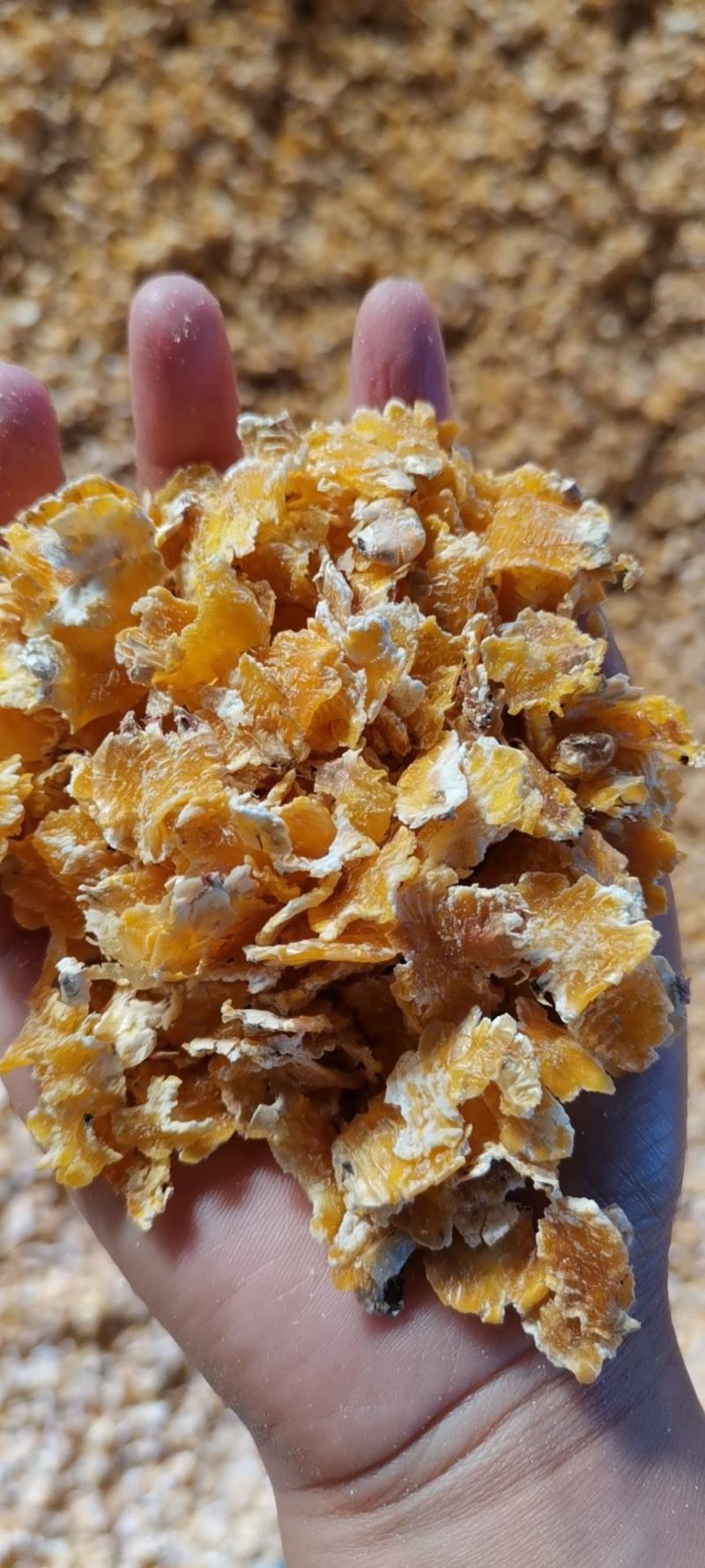 （精品）玉米压片要的提前预订颜色金黄，机器烘干