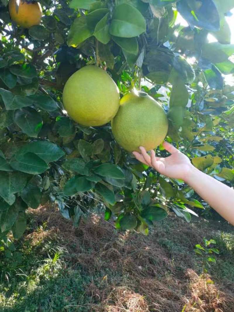 湖北宜昌蜜柚大量上市出货对接全国市场电商