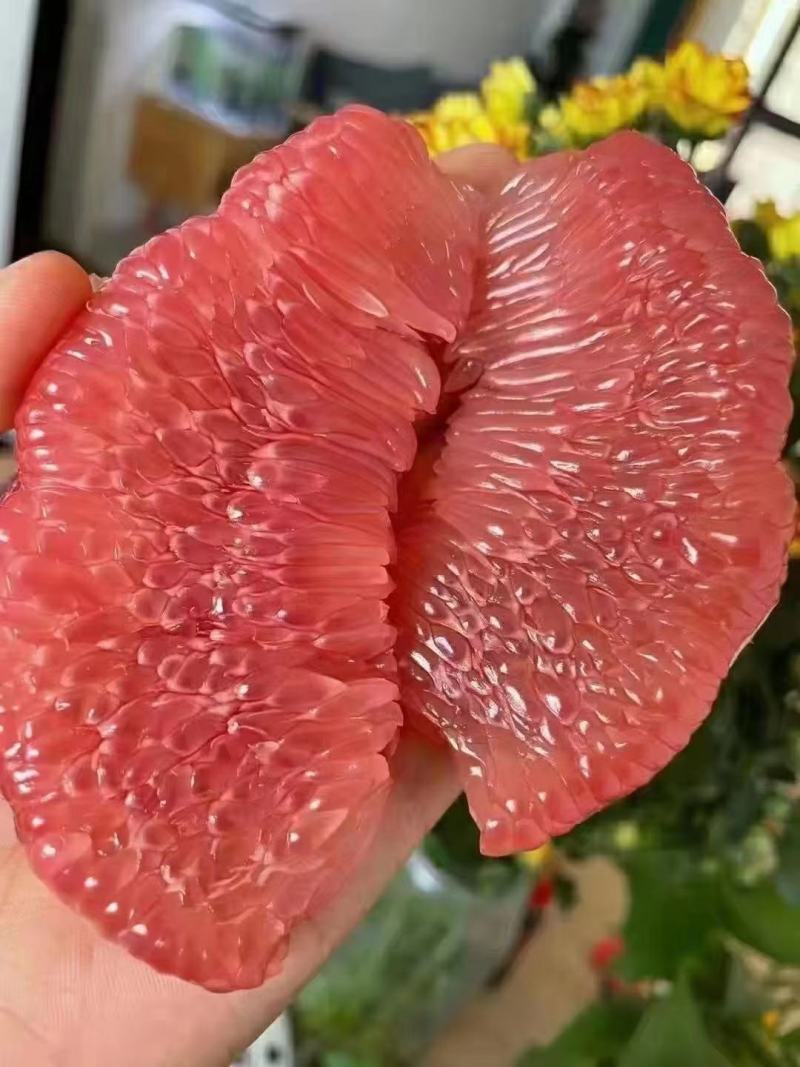 湖北宜昌蜜柚大量上市出货对接全国市场电商