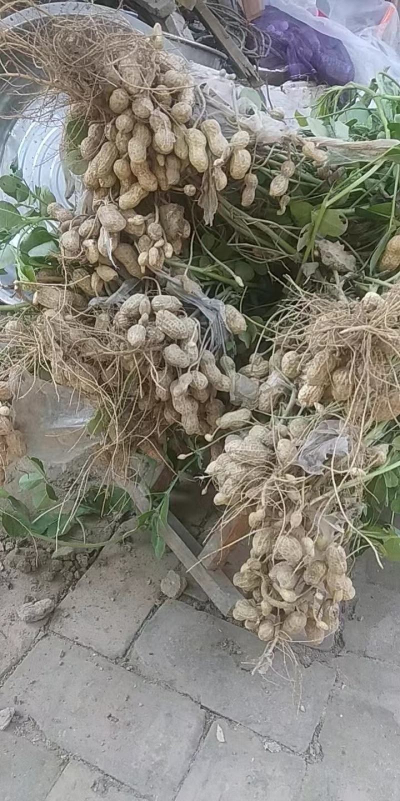 带壳儿干花生出货快，干货，1000吨货。