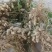 10月中旬就上市，千亩干花生基地直供，常年种植，出货快