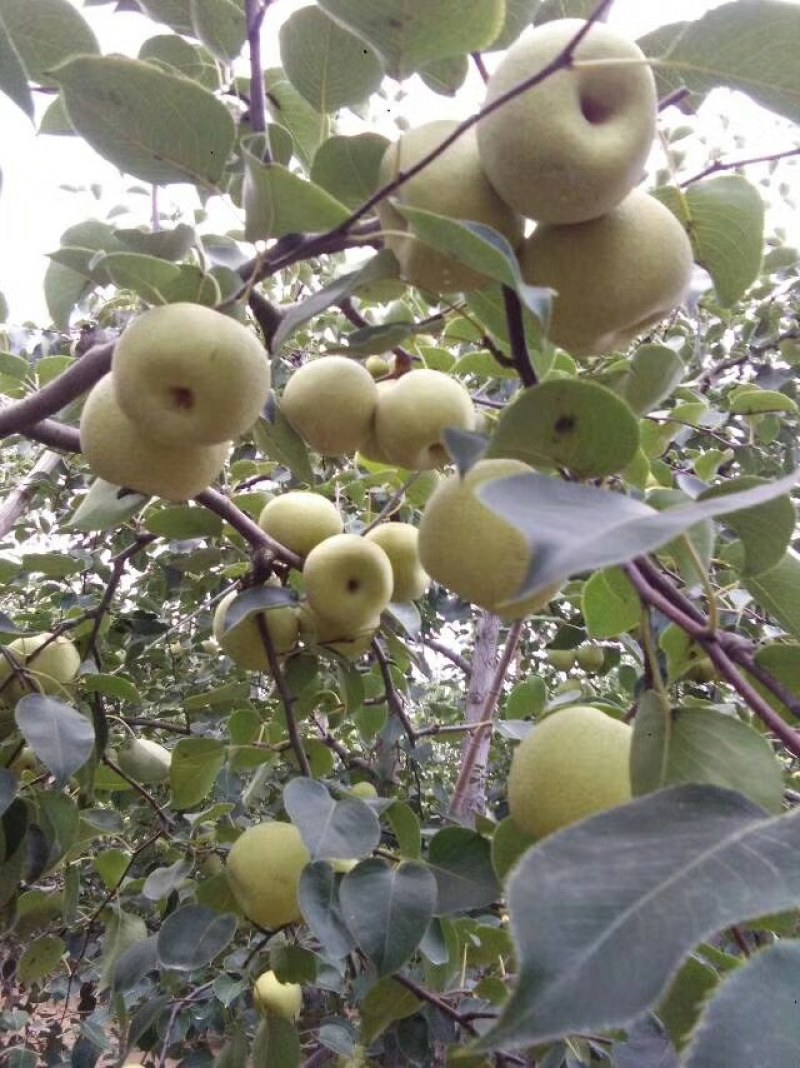 砀山梨，酥梨连片梨园基地，个大皮薄、脆甜爆汁，大量上市中
