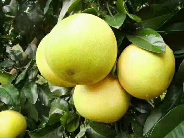 安江蜜柚果实特写