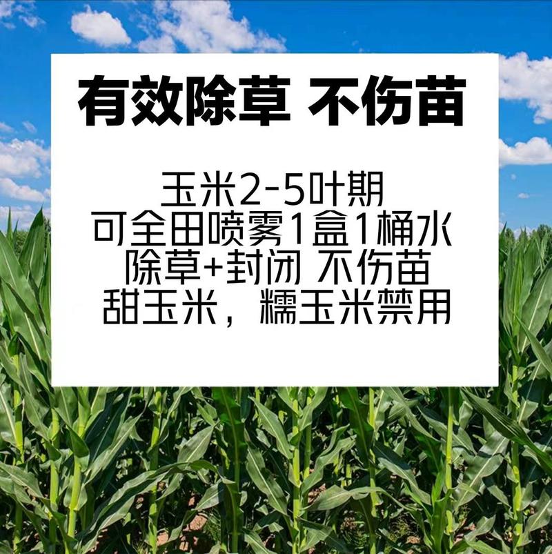36%玉米地除草专用剂不伤玉米苗硝烟莠去津苗后除草剂