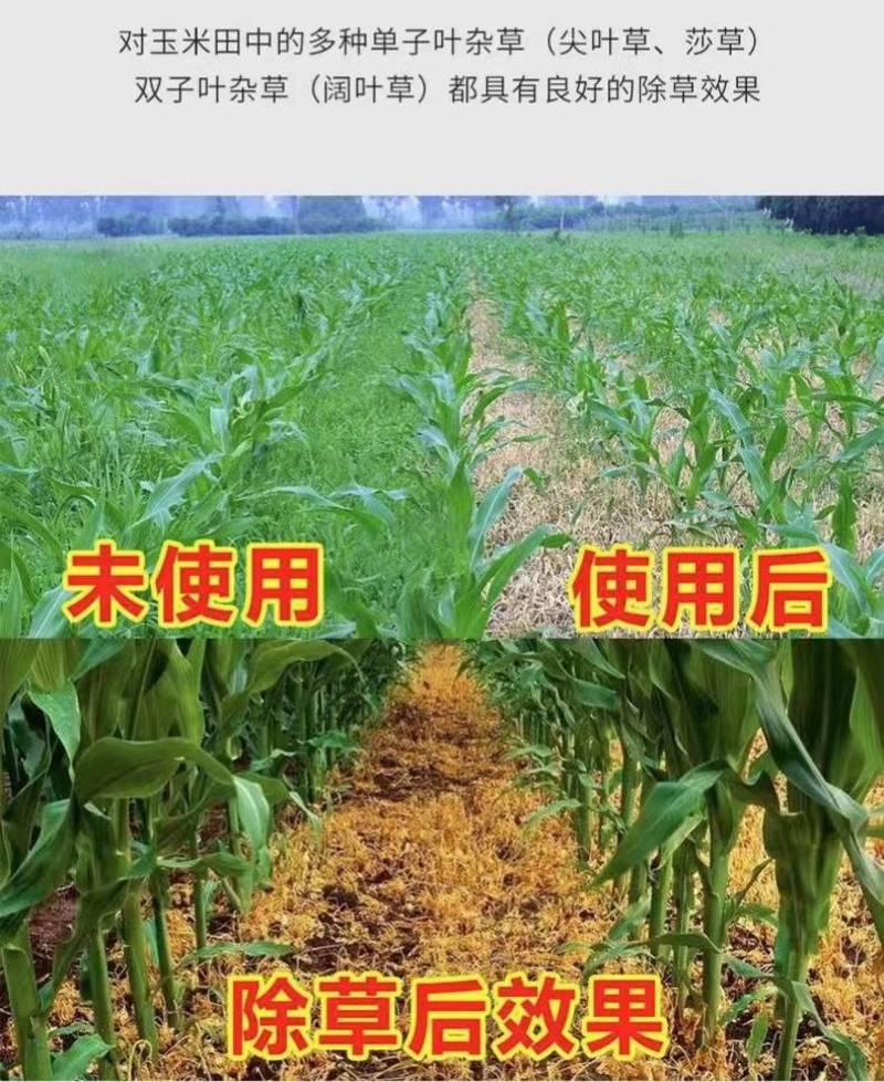 36%玉米地除草专用剂不伤玉米苗硝烟莠去津苗后除草剂