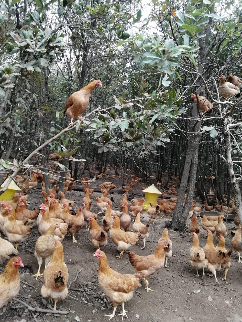 【精品】乡下农家山林散养土鸡蛋品质保证全国发货