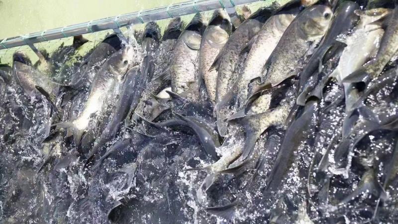 鲢鳙，产地发货，质量保证，安徽鲢鳙鱼，对接大型批发商