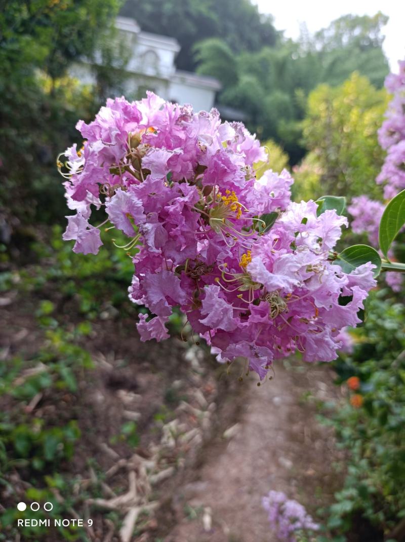 粉色紫薇苗【大花，花期长，花苞密集，抗性强】