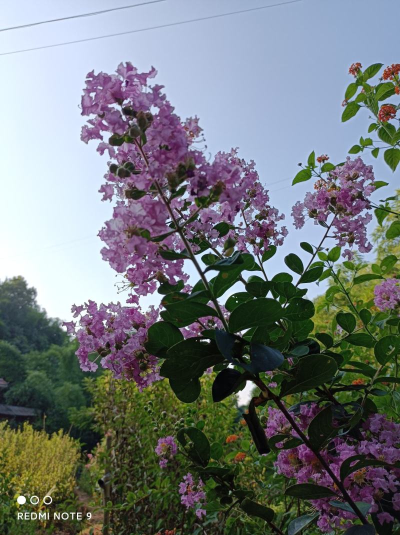 粉色紫薇苗【大花，花期长，花苞密集，抗性强】