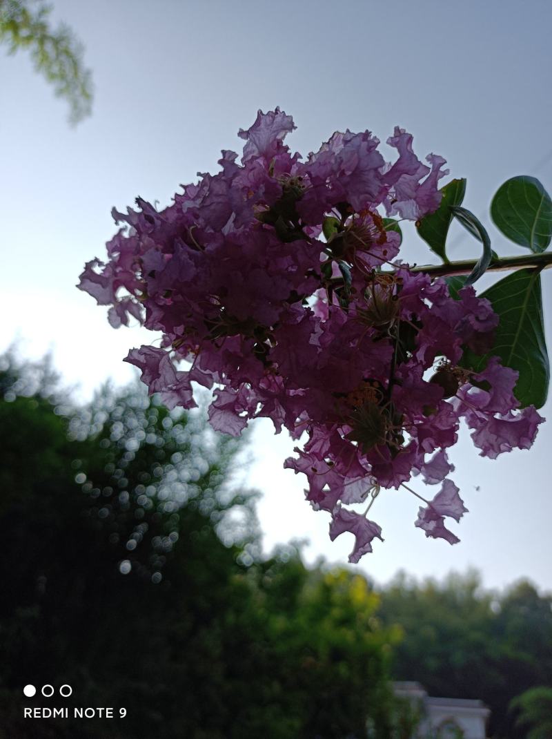 粉色紫薇苗【大花，花期长，花苞密集，抗性强】