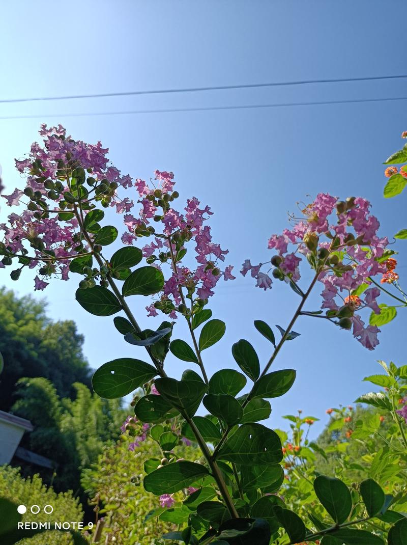 粉色紫薇苗【大花，花期长，花苞密集，抗性强】