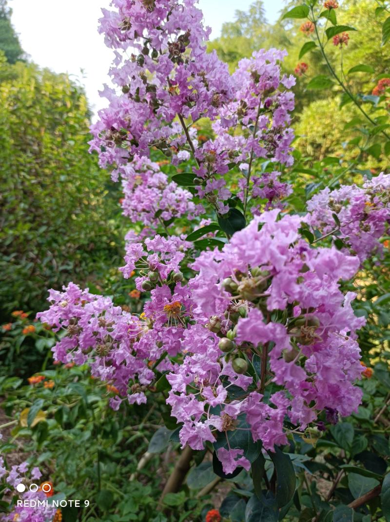 粉色紫薇苗【大花，花期长，花苞密集，抗性强】