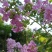 粉色紫薇苗【大花，花期长，花苞密集，抗性强】