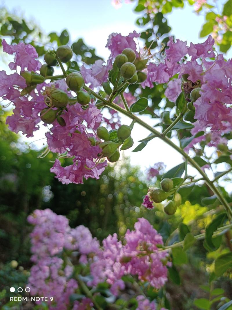 粉色紫薇苗【大花，花期长，花苞密集，抗性强】