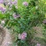 粉色紫薇苗【大花，花期长，花苞密集，抗性强】