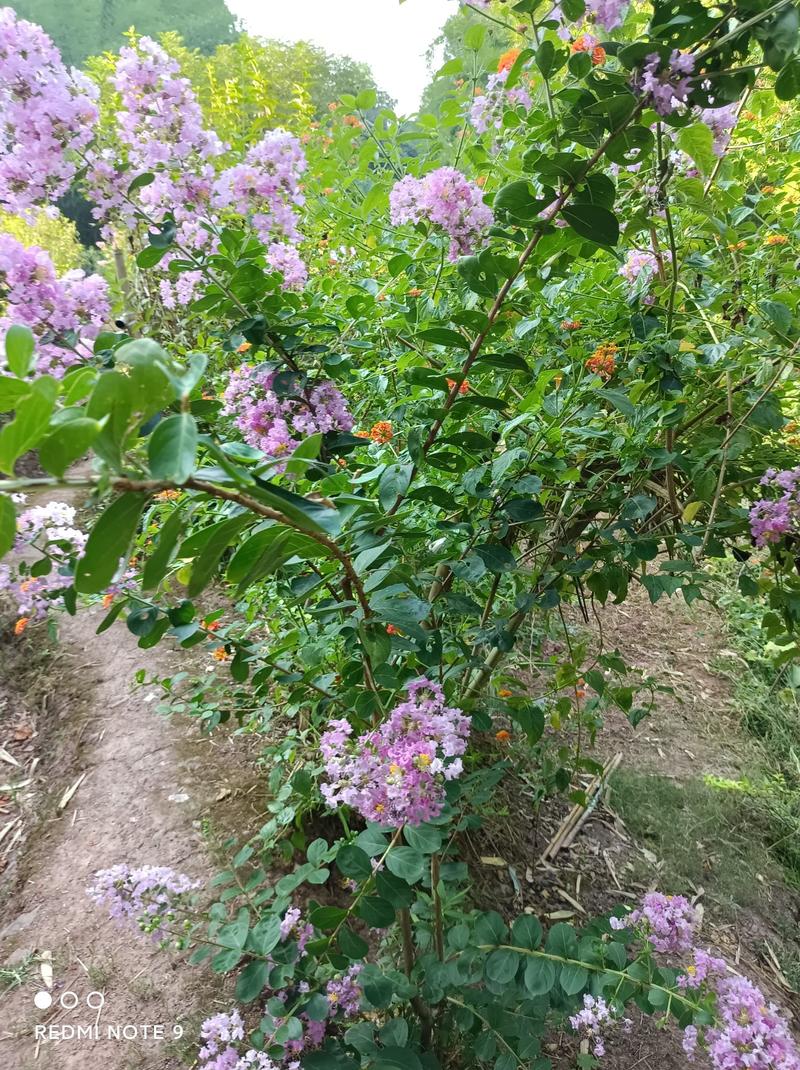粉色紫薇苗【大花，花期长，花苞密集，抗性强】