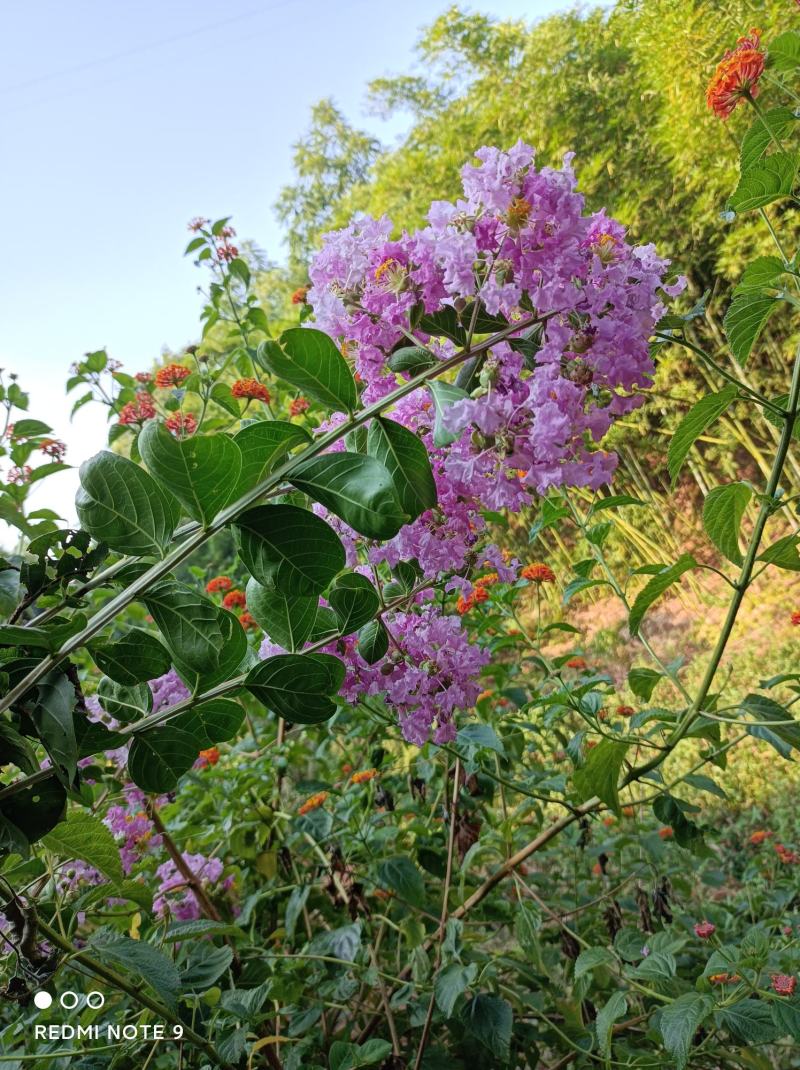 粉色紫薇苗【大花，花期长，花苞密集，抗性强】