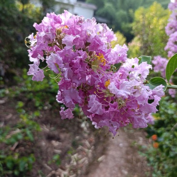 粉色紫薇苗【大花，花期长，花苞密集，抗性强】